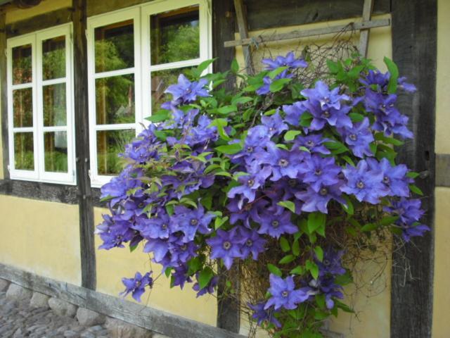 Landhaus Kiesow Apartment Suderburg Exterior foto